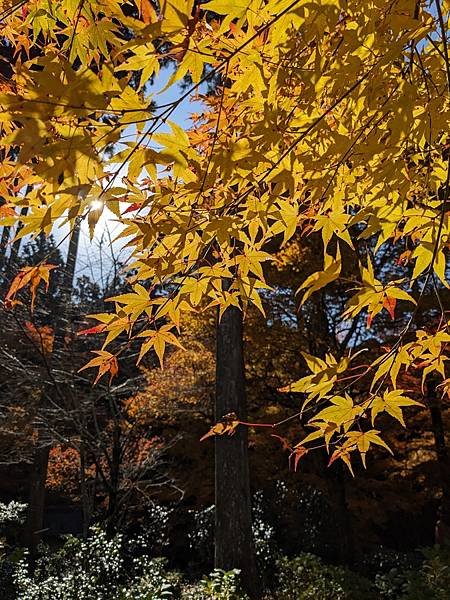 京阪滋賀紅葉行-Day3