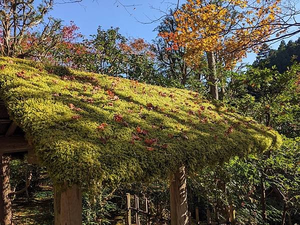 京阪滋賀紅葉行-Day3
