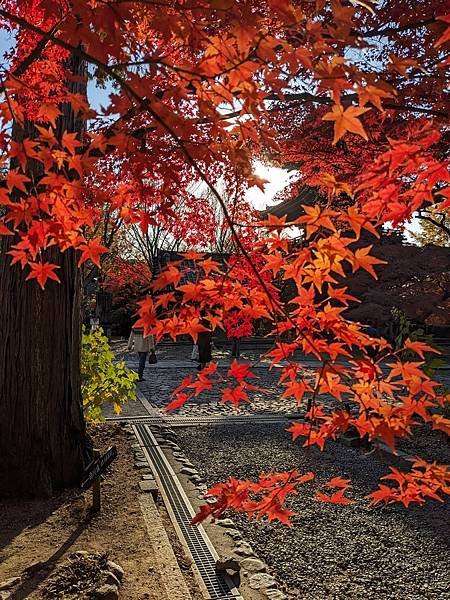 京阪滋賀紅葉行-Day3