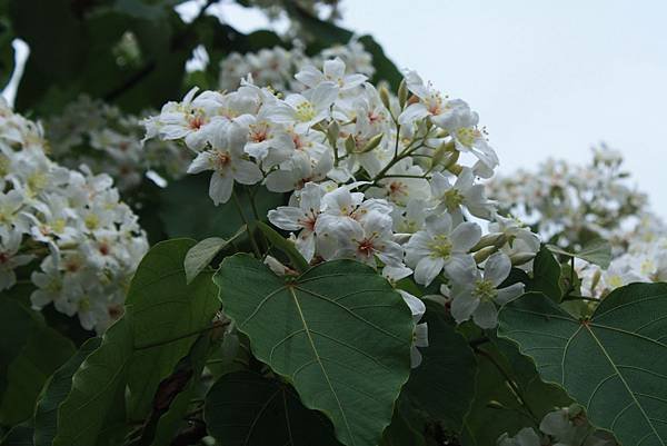 桐花開來 (31).JPG
