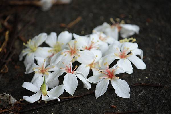 桐花開來 (9).JPG