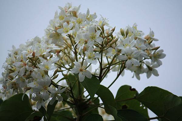 桐花開來 (30).JPG