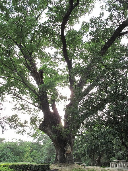 2010台南處處皆驚奇  (13).JPG