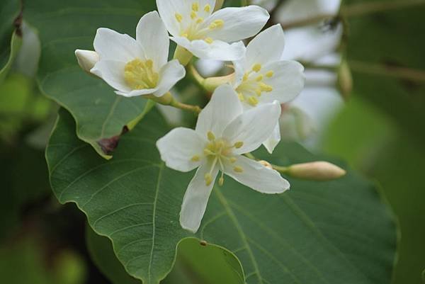 桐花開來 (28).JPG