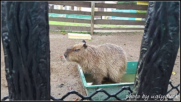 阿蘇動物園