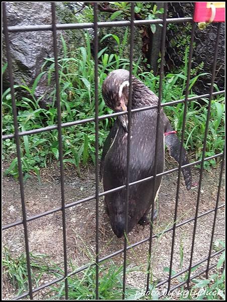 阿蘇動物園