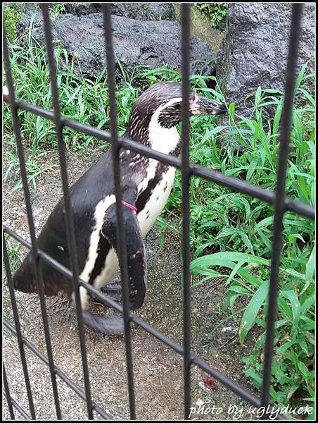 阿蘇動物園