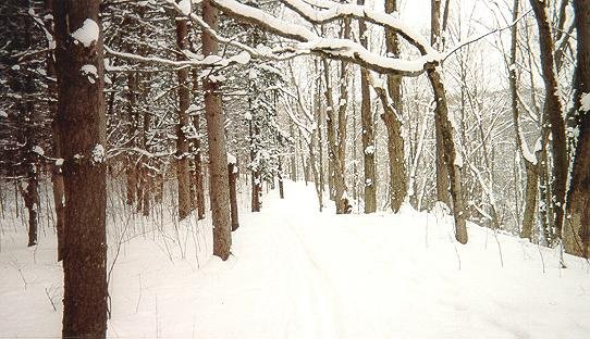 snowforest1.jpg