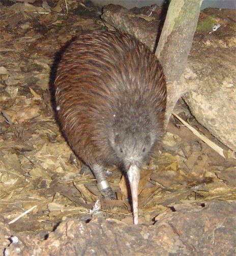 kiwi.jpg