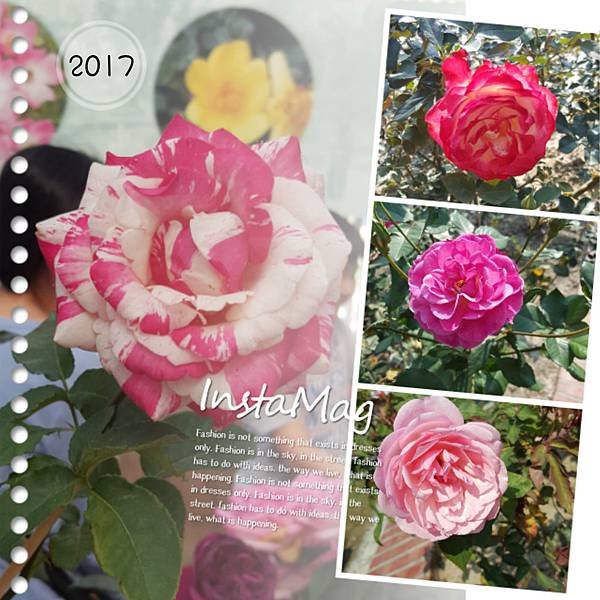 2017士林玫瑰展+趴趴走 (52).jpg