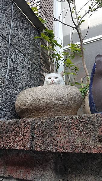 2017士林玫瑰展+趴趴走 (37).jpg