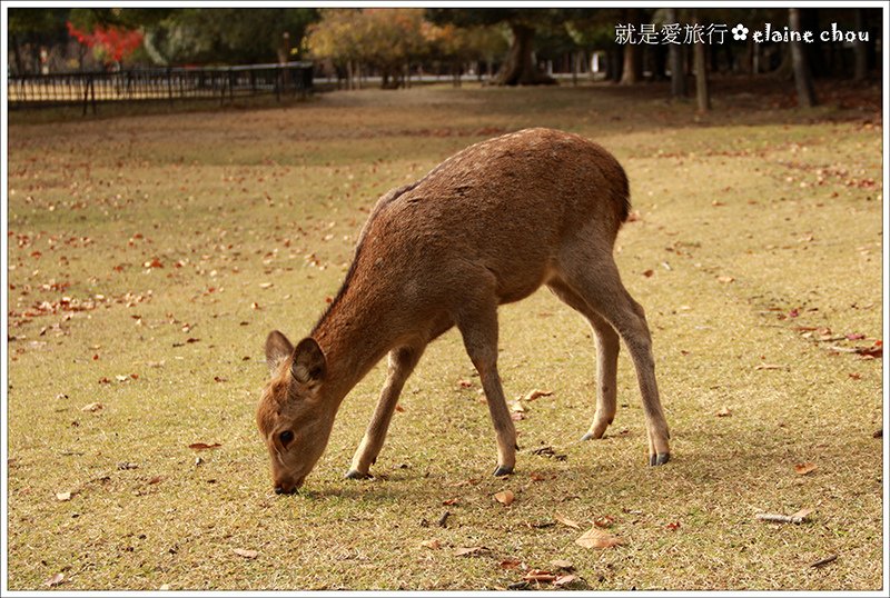 奈良公園07.jpg