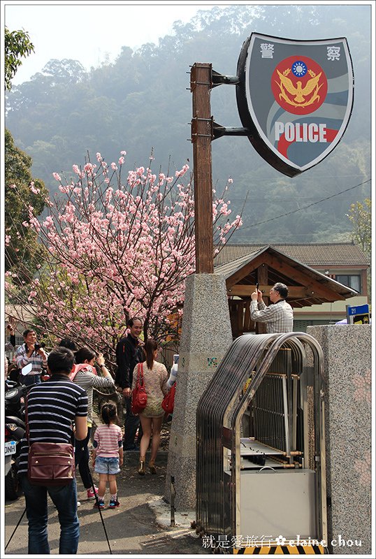 泰安派出所八重櫻18.jpg