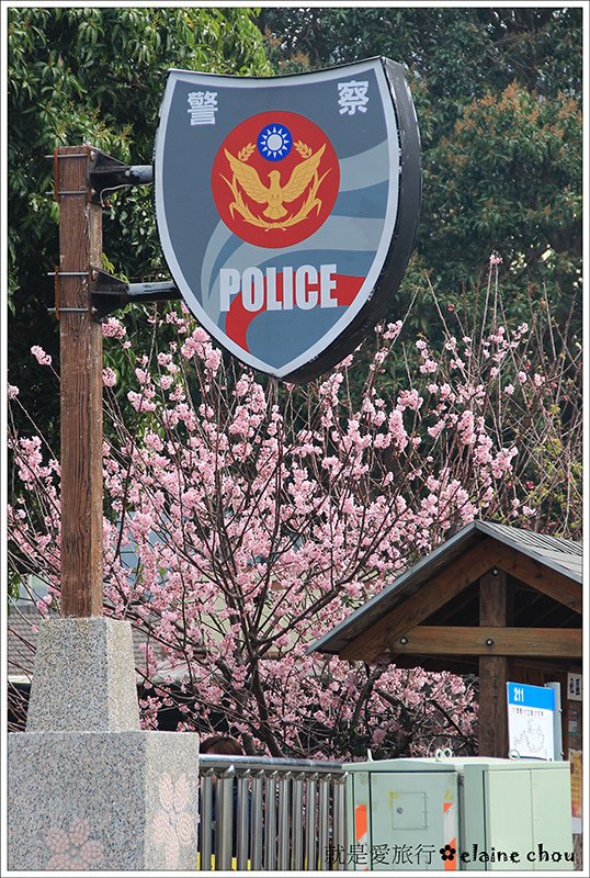 泰安派出所八重櫻19.jpg