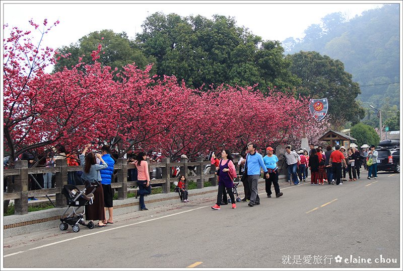 泰安派出所八重櫻22.jpg