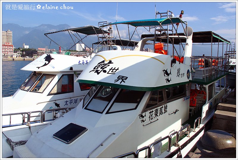 花蓮賞鯨05.jpg