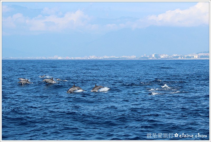 花蓮賞鯨35.jpg