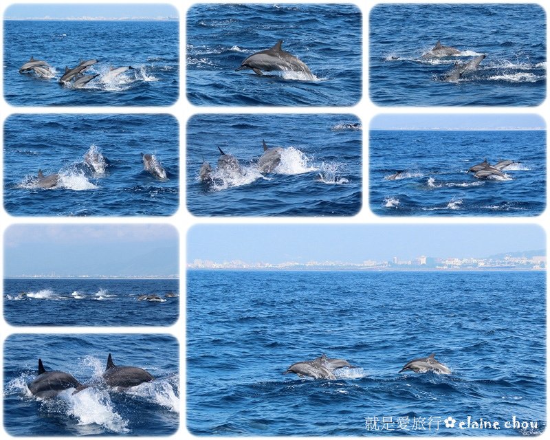 花蓮賞鯨54.jpg