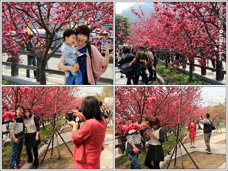 泰安派出所八重櫻16.jpg