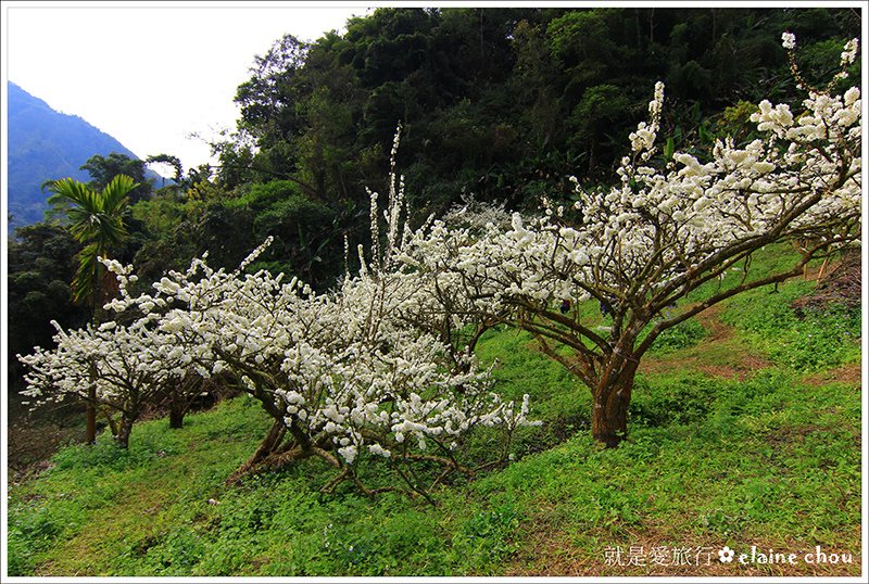 科仔林觀光果園06.JPG