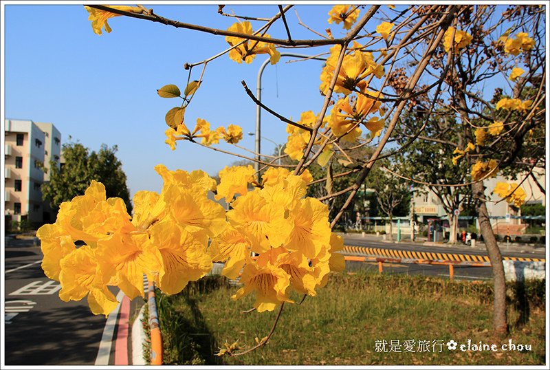 府城黃花風鈴木07.jpg