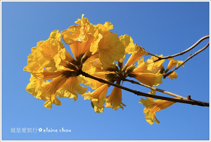 府城黃花風鈴木11.jpg