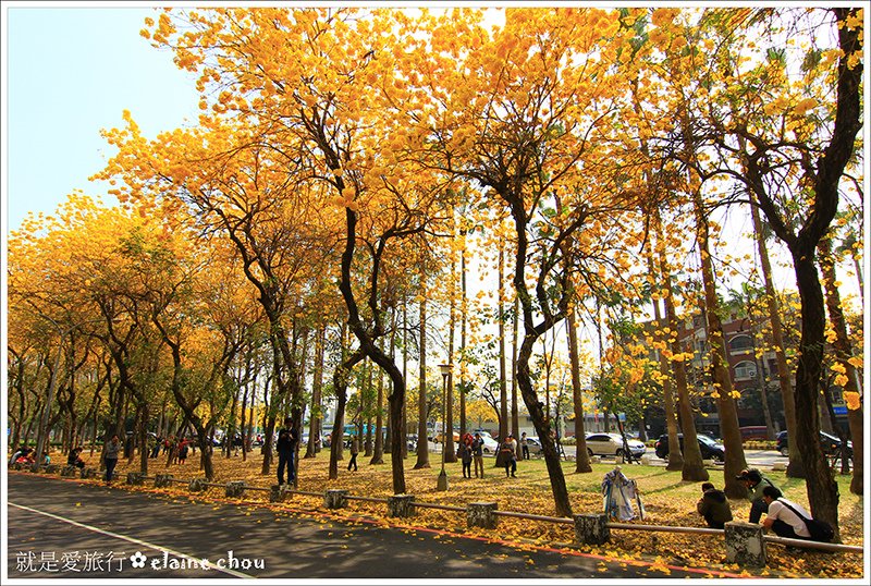 府城黃花風鈴木32.JPG