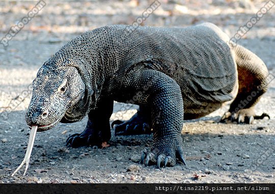 KomodoDragon