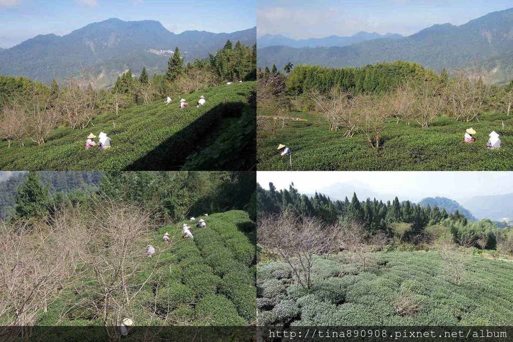3-1031102-登山社-嘉義-雲之道步道(18)-採茶.jpg