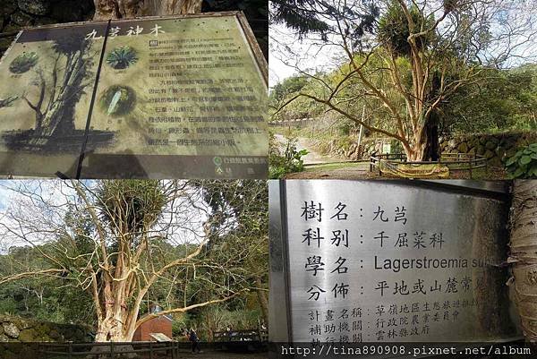 1041212-三星登山社-石壁山縱走嘉南雲峰 (115)-九芎.jpg