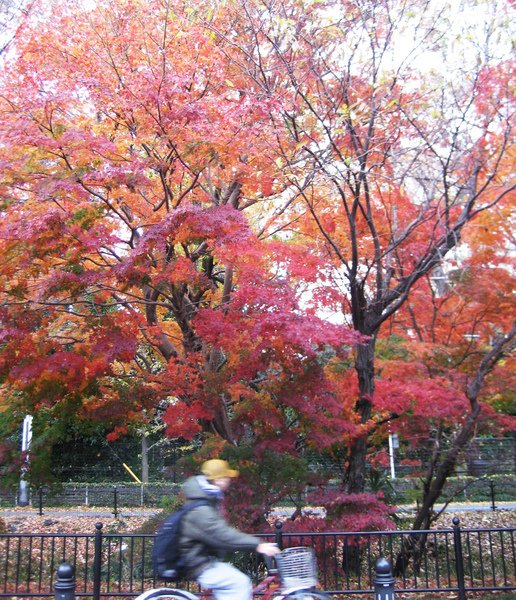 東京自由行 056.jpg