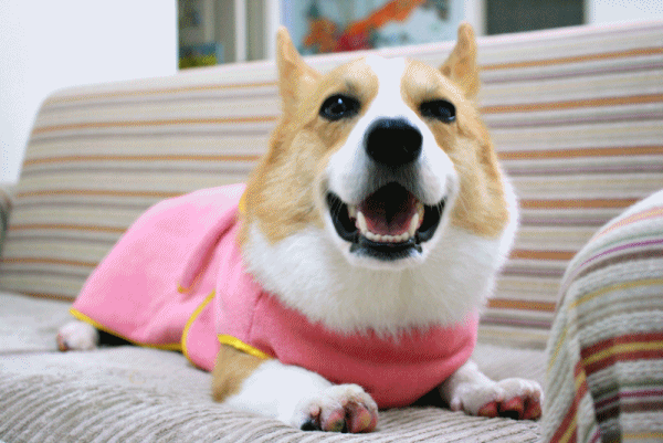 anigif.gif