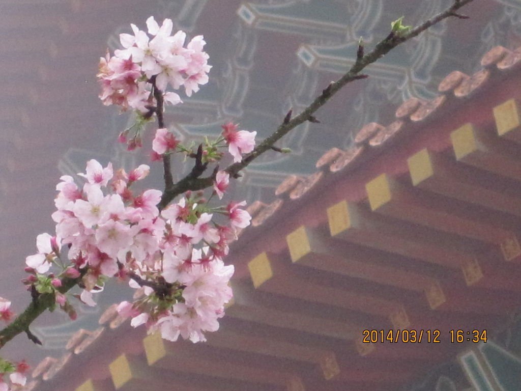 IMG_5003.JPG