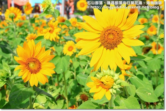 隆昌向日葵18.JPG