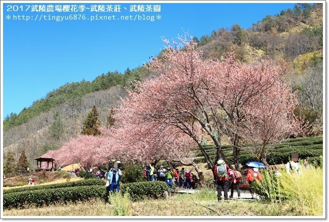 武陵農場219.JPG