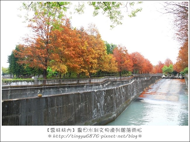 雲林林內落雨松25.JPG