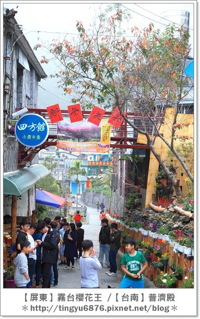 霧台櫻花王69.JPG