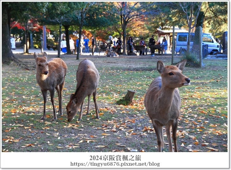 東大寺63.JPG