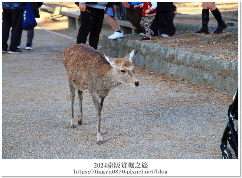 東大寺71.JPG