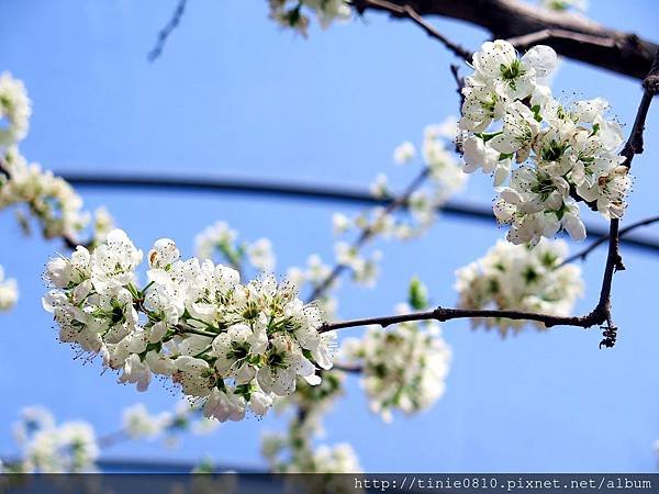 清境105.JPG