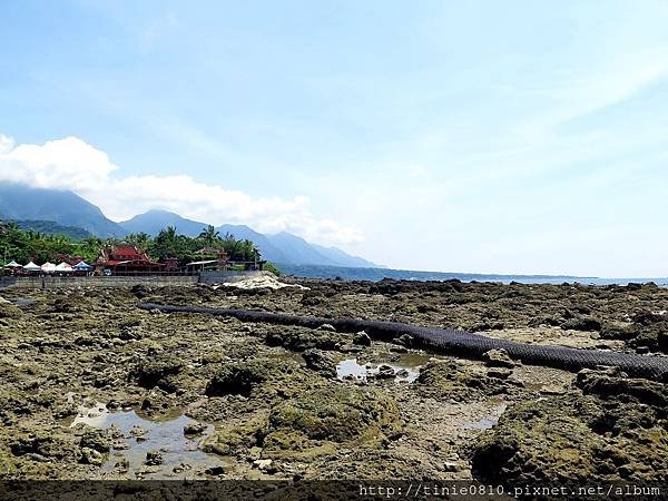 台東富山杉原28.JPG