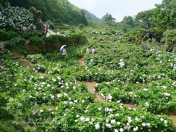 高家繡球花