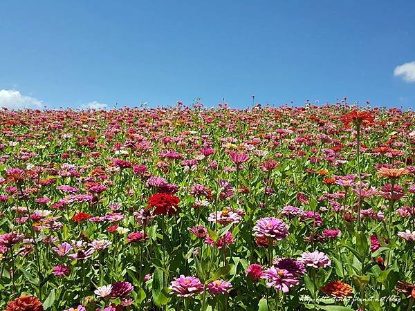 關渡花海