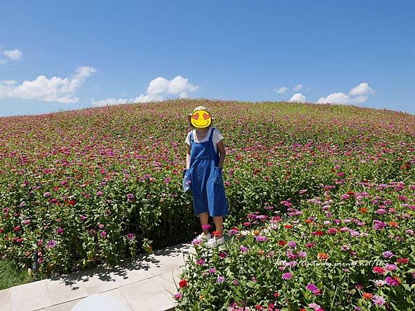 關渡花海