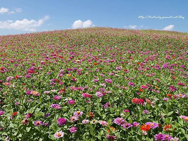 關渡花海