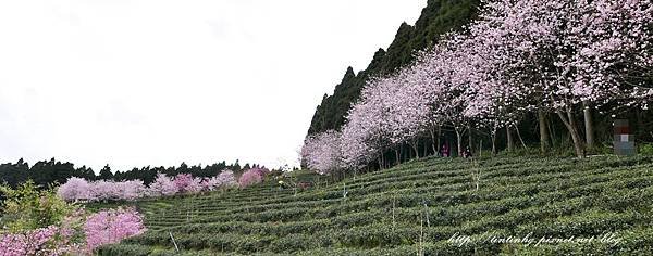 山上人家