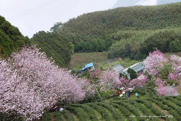 山上人家