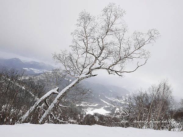 星野渡假村