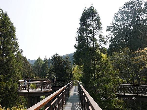 阿里山