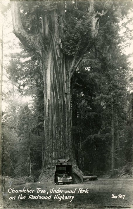 Chandelier_Tree_Underwood_Park_CA_PC003.jpg